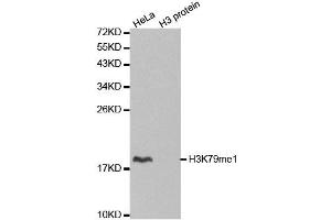Western blot analysis of extracts of various cell lines, using MonoMethyl-Histone H3-K79 antibody. (Histone 3 Antikörper  (H3K79me))