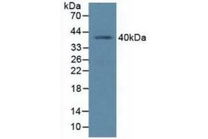 Detection of PCGF4 in Human K562 Cells using Polyclonal Antibody to Polycomb Group Ring Finger Protein 4 (PCGF4) (BMI1 Antikörper  (AA 152-289))
