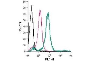 Cell surface detection of GPR84 in live intact human THP-1 monocytic leukemia cells: (black line) Cells. (GPR84 Antikörper  (2nd Extracellular Loop) (FITC))