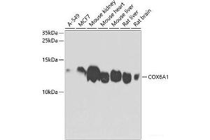 Western blot analysis of extracts of various cell lines using COX6A1 Polyclonal Antibody at dilution of 1:1000. (COX6A1 Antikörper)