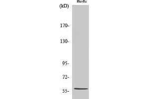 Western Blotting (WB) image for anti-beta 1,3-Galactosyltransferase-Like (B3GALTL) (C-Term) antibody (ABIN3180958) (B3GALTL Antikörper  (C-Term))