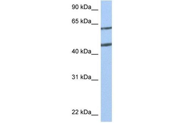 Netrin 4 Antikörper  (N-Term)