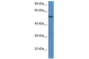 Western Blot showing Zbtb43 antibody used at a concentration of 1. (ZBTB43 Antikörper  (C-Term))