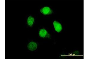 Immunofluorescence of  purified  MaxPab antibody to BRCC2 on HeLa cell. (BLID Antikörper  (AA 1-108))