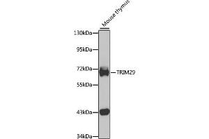 Western blot analysis of extracts of mouse thymus, using TRIM29 antibody (ABIN6132217, ABIN6149518, ABIN6149519 and ABIN6223412) at 1:1000 dilution. (TRIM29 Antikörper  (AA 309-588))