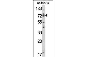 Western blot analysis of ELL Antibody in mouse testis tissue lysates (35ug/lane) (ELL Antikörper  (C-Term))