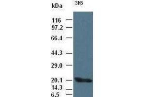 Western Blotting (WB) image for anti-Interleukin 6 (IL6) (AA 29-212) antibody (ABIN1491342) (IL-6 Antikörper  (AA 29-212))