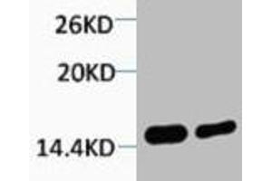 Western blot analysis of 1) Hela, 2) 3T3, diluted at 1:2000. (HIST1H4A Antikörper  (2meLys79))