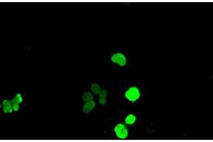 Anti-SOX17 mouse monoclonal antibody (ABIN2452255) immunofluorescent staining of COS7 cells transiently transfected by pCMV6-ENTRY SOX17 (RC220888). (SOX17 Antikörper  (AA 177-414))