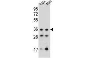 Western blot analysis in CEM, A549 cell line lysates (35ug/lane) using NKX1-1  Antibody . (NKX1-1 Antikörper  (Middle Region))