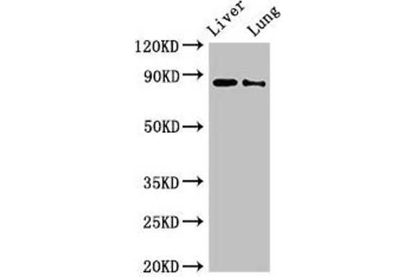 DENND1C Antikörper  (AA 601-801)