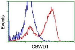 Flow Cytometry (FACS) image for anti-COBW Domain Containing 1 (CBWD1) antibody (ABIN1497114) (CBWD1 Antikörper)