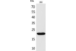 Western Blot analysis of 293 cells using CMTM6 Polyclonal Antibody. (CMTM6 Antikörper  (C-Term))