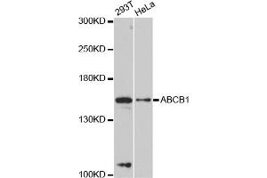 Western blot analysis of extracts of various cell lines, using ABCB1 antibody (ABIN5997167) at 1:3000 dilution. (ABCB1 Antikörper)