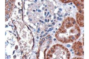 ABIN2562305 (3µg/ml) staining of paraffin embedded human kidney. (DARC Antikörper  (N-Term))