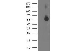 Western Blotting (WB) image for anti-Integrin alpha FG-GAP Repeat Containing 2 (ITFG2) antibody (ABIN1498915) (ITFG2 Antikörper)