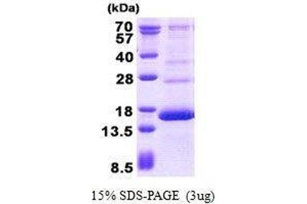 HBG2 Protein