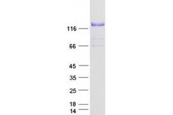 COL6A2 Protein (Myc-DYKDDDDK Tag)