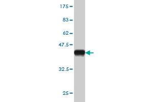 Western Blot detection against Immunogen (36. (BARHL1 Antikörper  (AA 55-154))