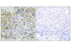 Immunohistochemistry (IHC) image for anti-Sedoheptulokinase (SHPK) (N-Term) antibody (ABIN1850060) (SHPK Antikörper  (N-Term))