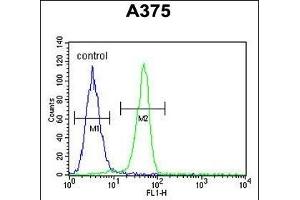 BGN Antibody (Center) (ABIN390701 and ABIN2840987) flow cytometric analysis of  cells (right histogram) compared to a negative control cell (left histogram). (Biglycan Antikörper  (AA 148-176))