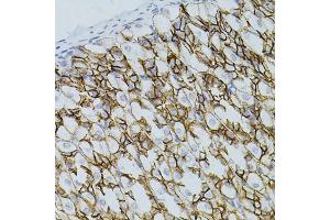 Immunohistochemistry of paraffin-embedded mouse stomach using CLDN3 antibody (ABIN5971516) (40x lens). (Claudin 3 Antikörper)