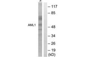 Western blot analysis of extracts from Jurkat cells, using AML1 (Ab-276) Antibody. (RUNX1 Antikörper  (AA 242-291))