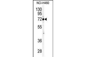 Western blot analysis of anti-CSTF2 Antibody in NCI-H460 cell line lysates (35ug/lane). (CSTF2 Antikörper  (N-Term))
