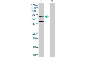 Western Blot analysis of ACTB expression in transfected 293T cell line by ACTB MaxPab polyclonal antibody. (beta Actin Antikörper  (AA 1-375))