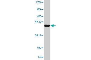 Western Blotting (WB) image for anti-Exocyst Complex Component 4 (EXOC4) (AA 1-109) antibody (ABIN528409)