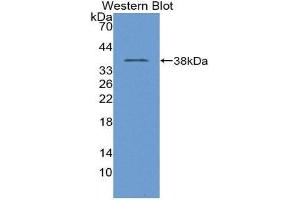 Western Blotting (WB) image for anti-Transition Protein 1 (During Histone To Protamine Replacement) (TNP1) (AA 3-53) antibody (ABIN1980530) (TNP1 Antikörper  (AA 3-53))