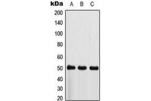 Western blot analysis of CSK expression in HepG2 (A), Raw264. (CSK Antikörper  (N-Term))