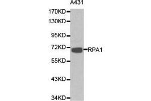 Western Blotting (WB) image for anti-Replication Protein A1, 70kDa (RPA1) antibody (ABIN1874636) (RPA1 Antikörper)