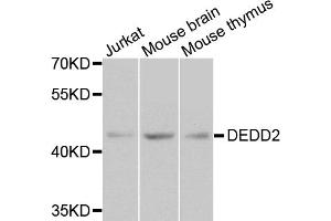 Western blot analysis of extracts of various cell lines, using DEDD2 antibody (ABIN5974660) at 1/1000 dilution. (DEDD2 Antikörper)