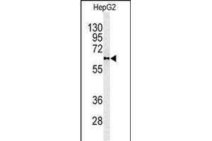 Western blot analysis of PLTP antibody (C-term) (ABIN391914 and ABIN2841725) in HepG2 cell line lysates (35 μg/lane). (PLTP Antikörper  (C-Term))
