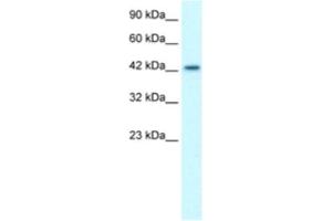 Western Blotting (WB) image for anti-LIM Homeobox 3 (LHX3) antibody (ABIN2460776) (LHX3 Antikörper)