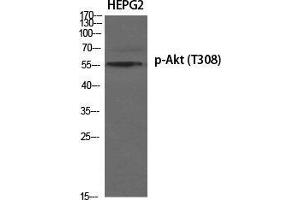 Western Blot (WB) analysis of specific cells using Phospho-Akt (T308) Polyclonal Antibody. (AKT1 Antikörper  (pThr308))