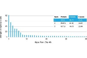 Protein Array (PAr) image for anti-Cannabinoid Receptor 1 (CNR1) antibody (ABIN7456251) (CNR1 Antikörper)