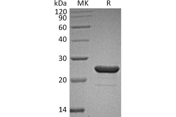 FGF9 Protein