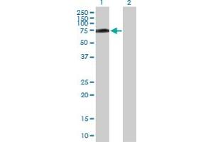 Western Blot analysis of R3HDM2 expression in transfected 293T cell line by R3HDM2 MaxPab polyclonal antibody. (R3HDM2 Antikörper  (AA 1-637))