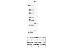 Western Blotting (WB) image for anti-Ribonucleotide Reductase M2 (RRM2) (C-Term) antibody (ABIN2452118)