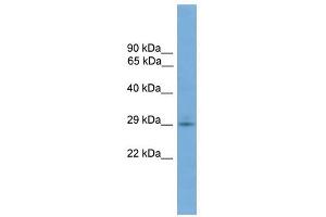 TMEM139 antibody used at 1 ug/ml to detect target protein. (TMEM139 Antikörper  (N-Term))