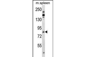 Tiparp Antibody (N-term) (ABIN392513 and ABIN2842075) western blot analysis in mouse spleen tissue lysates (35 μg/lane). (Tiparp Antikörper  (N-Term))