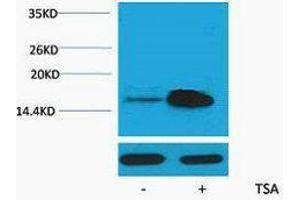 Western Blotting (WB) image for anti-Histone H2A (acLys5) antibody (ABIN3181337) (Histone H2A Antikörper  (acLys5))