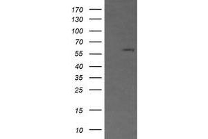 Image no. 1 for anti-CD19 Molecule (CD19) antibody (ABIN1497184) (CD19 Antikörper)