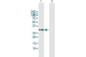 Western Blot analysis of HOXB1 expression in transfected 293T cell line by HOXB1 MaxPab polyclonal antibody. (HOXB1 Antikörper  (AA 1-235))