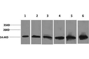 Western Blot analysis of 1) Hela, 2) 293T, 3) 3T3, 4) Mouse liver, 5) Rat liver, 6) Rat kidney with CYCS Monoclonal Antibody. (Cytochrome C Antikörper)