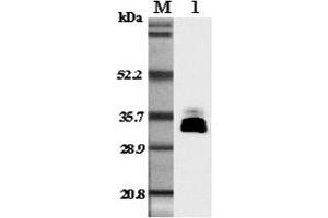 Western blot analysis in mouse plasma using anti-Adiponectin (mouse), pAb  at 1:5'000 dilution. (ADIPOQ Antikörper)