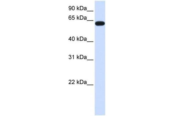 HS6ST3 Antikörper  (C-Term)