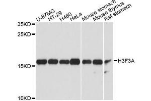 Western blot analysis of extracts of various cell lines, using H3F3A antibody (ABIN6290450) at 1:3000 dilution. (Histone H3.3 Antikörper)